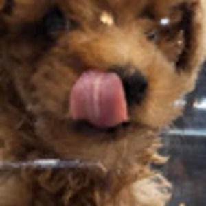 Meet your Posher, Dianna